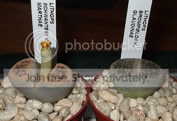 newcactisucculents011.jpg