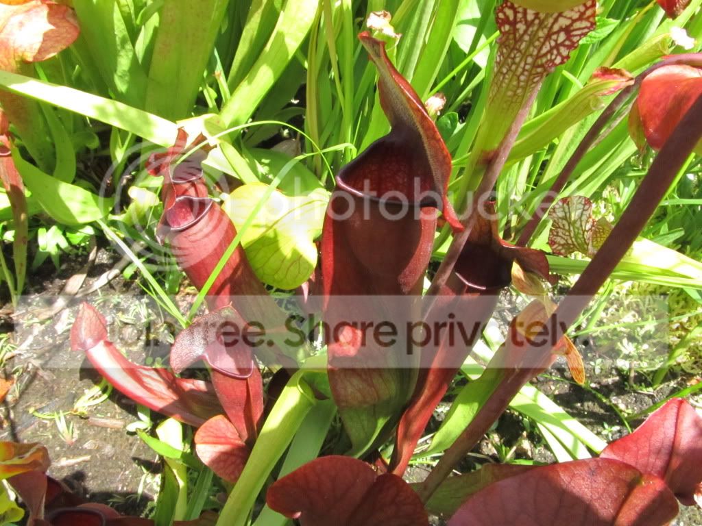 IMG_7118.jpg