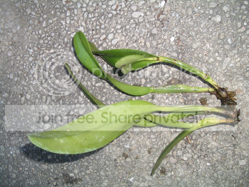 IMGP9559.jpg