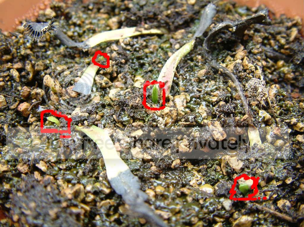 Leafpullings001-1.jpg