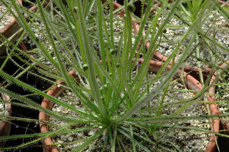 2006-9-3_rajah_drosophyllum_Predator_107.jpg