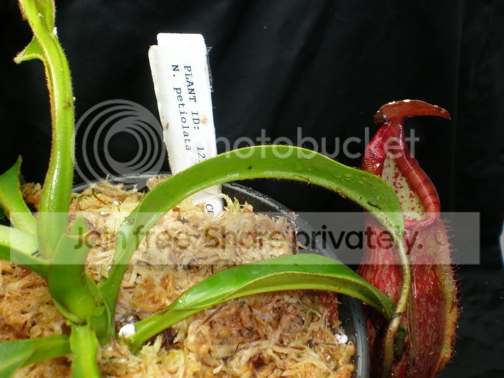 PetiolataArrivalPitcher.jpg