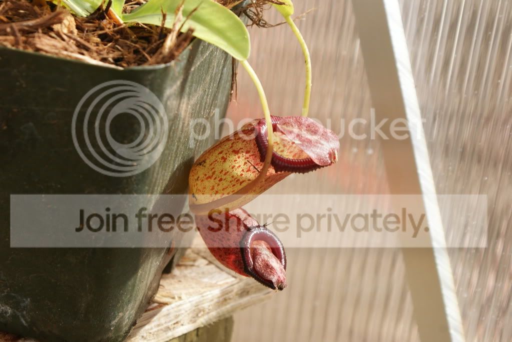 nepenthes1006.jpg