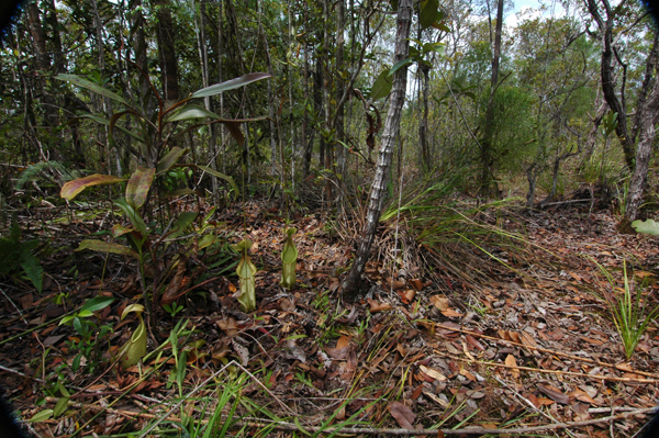 Nepenthes_rafflesiana_in_habitat.jpg