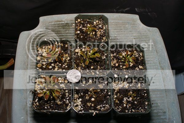 Small-VFTs.jpg