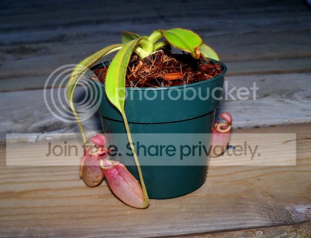 100_0119copy.jpg