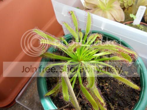 Dcapensis-wideleaf_3-24-11.jpg