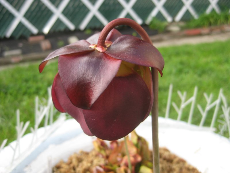 floweronedayearlier.jpg