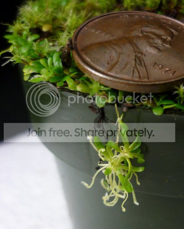 Uwarburgiifoiliagehanger010912RS.jpg