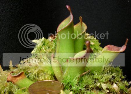 NASC2012-Hhuberii050312.jpg