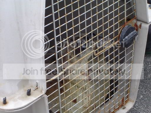 release_meeko_7-7-05_cage1.jpg