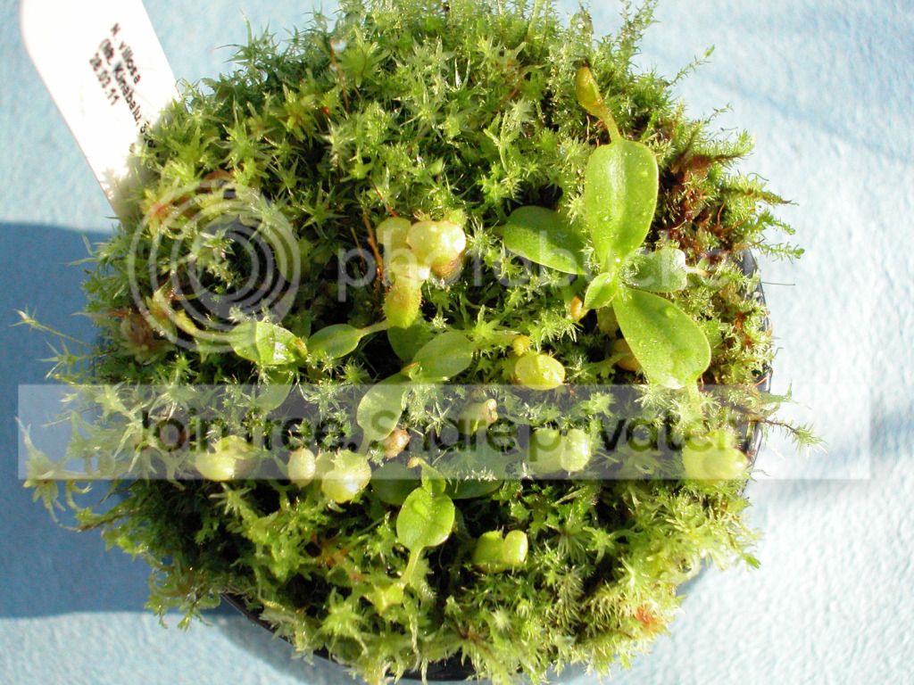 NVILLOSA812.jpg