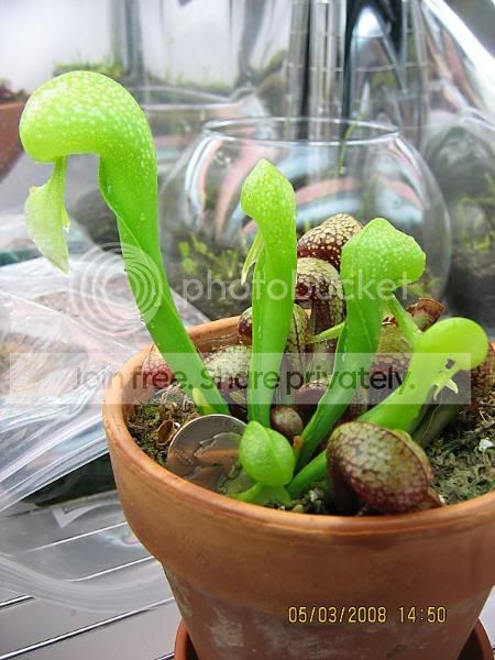 newCobragrowth-Spring08.jpg