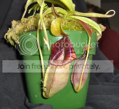 n-ovata.jpg