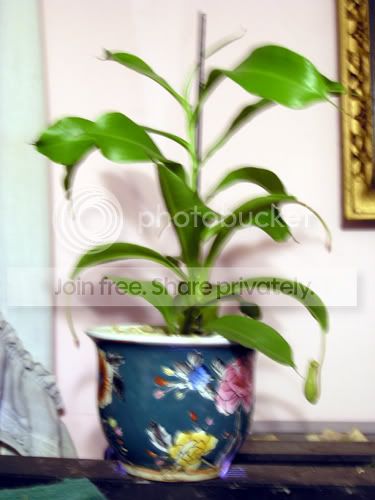 PitcherPlant.jpg