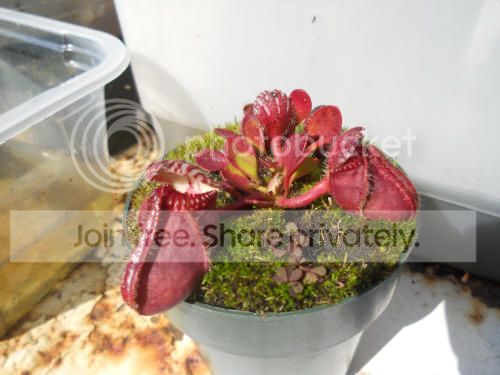 cephalotus_10-5-12.jpg