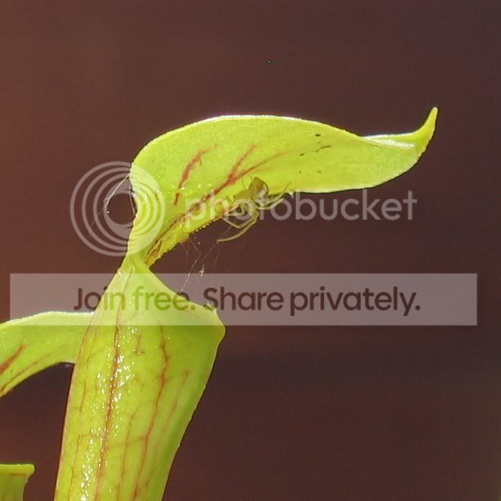 S_flavaandspider03.jpg