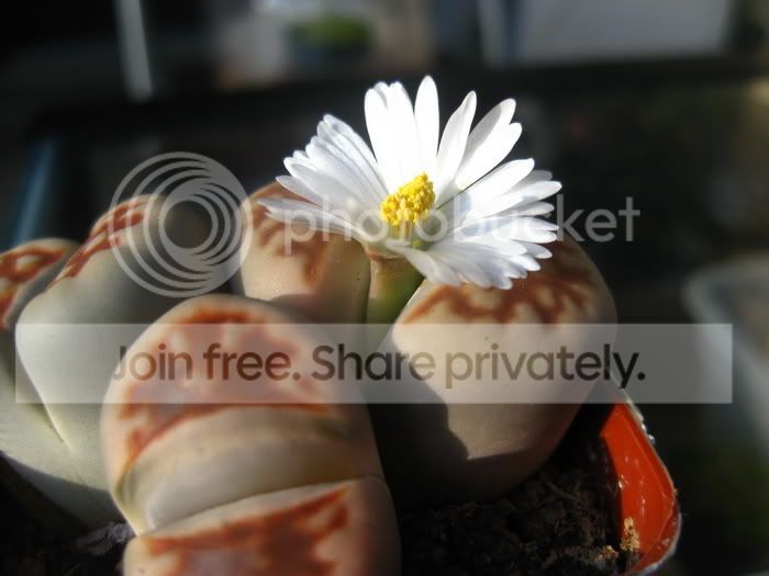 10_02_20101flower.jpg