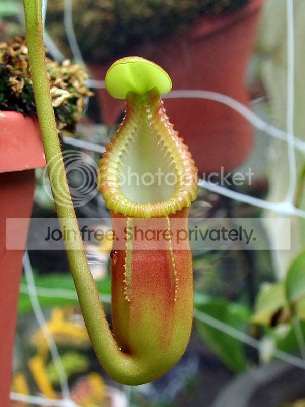 Nmacrophylla.jpg
