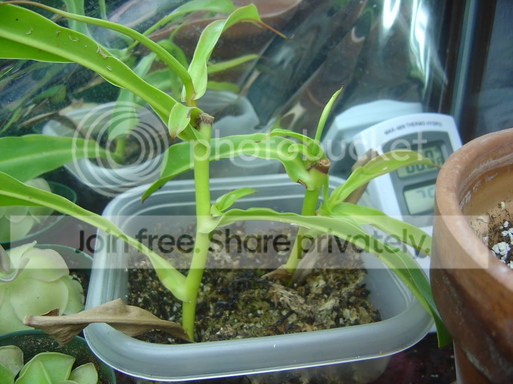 VentratacuttingsVFTseedlings001.jpg