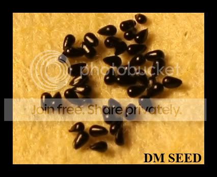 seedscopy.jpg