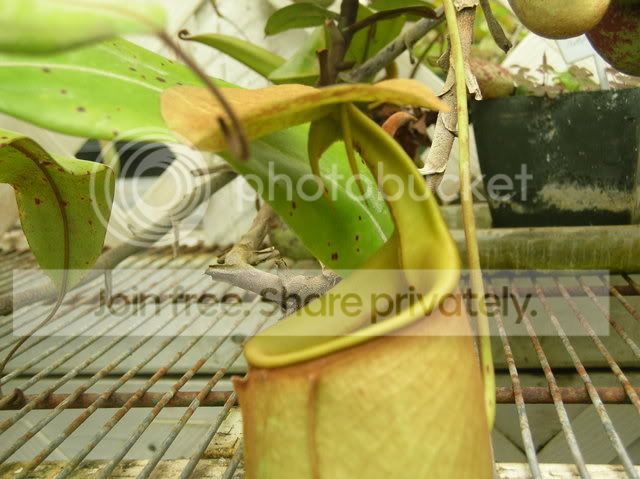 DSCN4403.jpg
