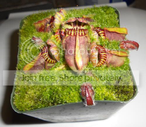 cephalotus_12-3-10.jpg