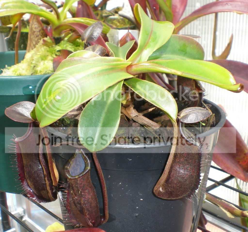 MuluensisxLowiiPlant.jpg
