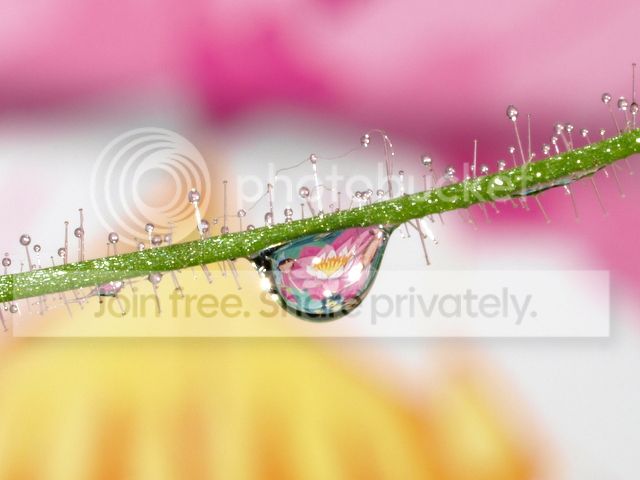 byblis_guehoi_dewdrops4_010912.jpg