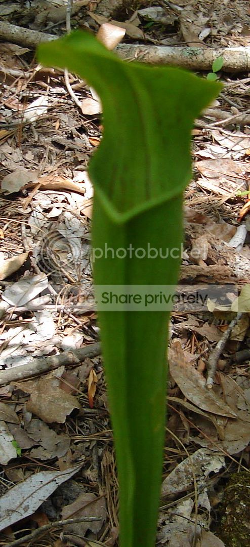 sarracenia023.jpg