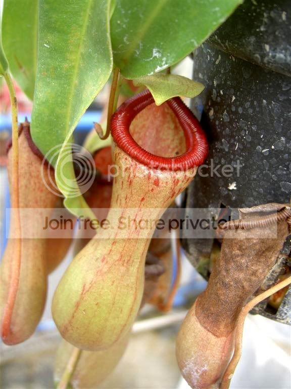 Nepenthesventricosa01-061006Large.jpg