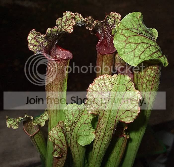 Sarrs009.jpg