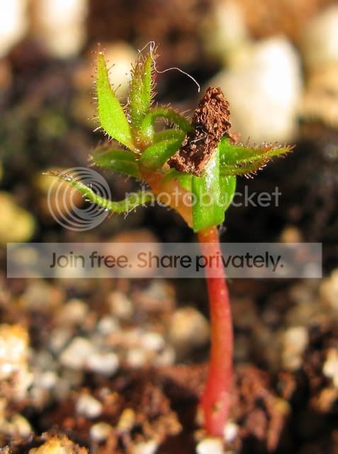IMG_2113-R-gorgonias-seedling.jpg