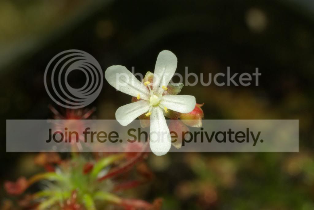 IMGP3338.jpg
