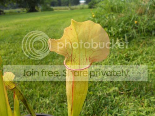 Spurp-hybrid_8-22-11.jpg