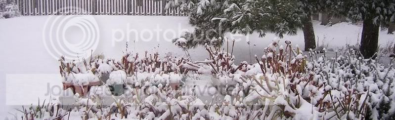 winter2.jpg